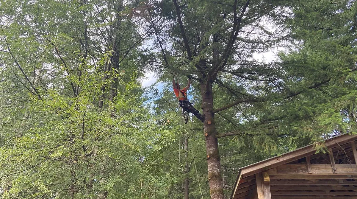 Limbing | JW Tree Service