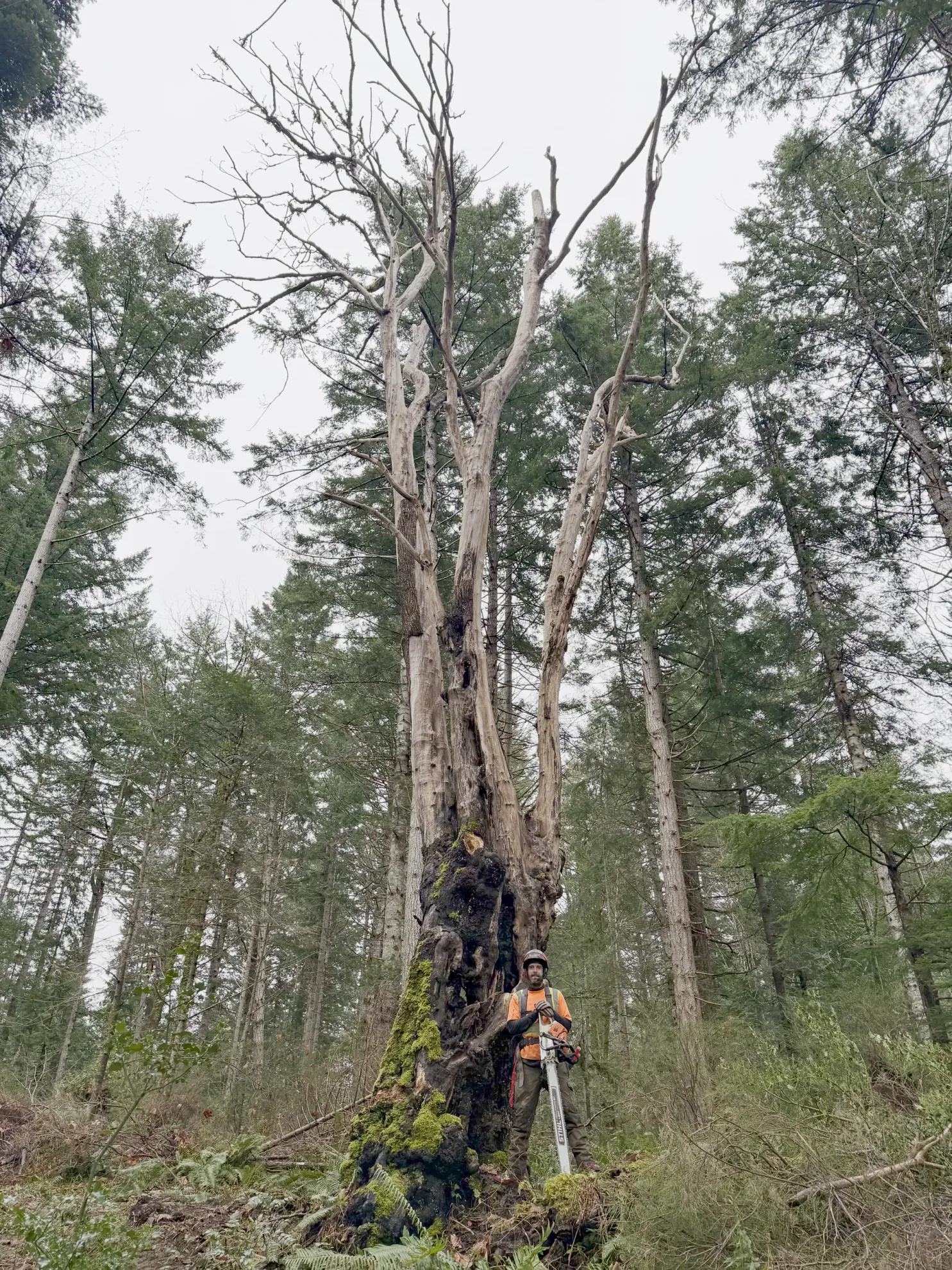 Danger Tree Assessment