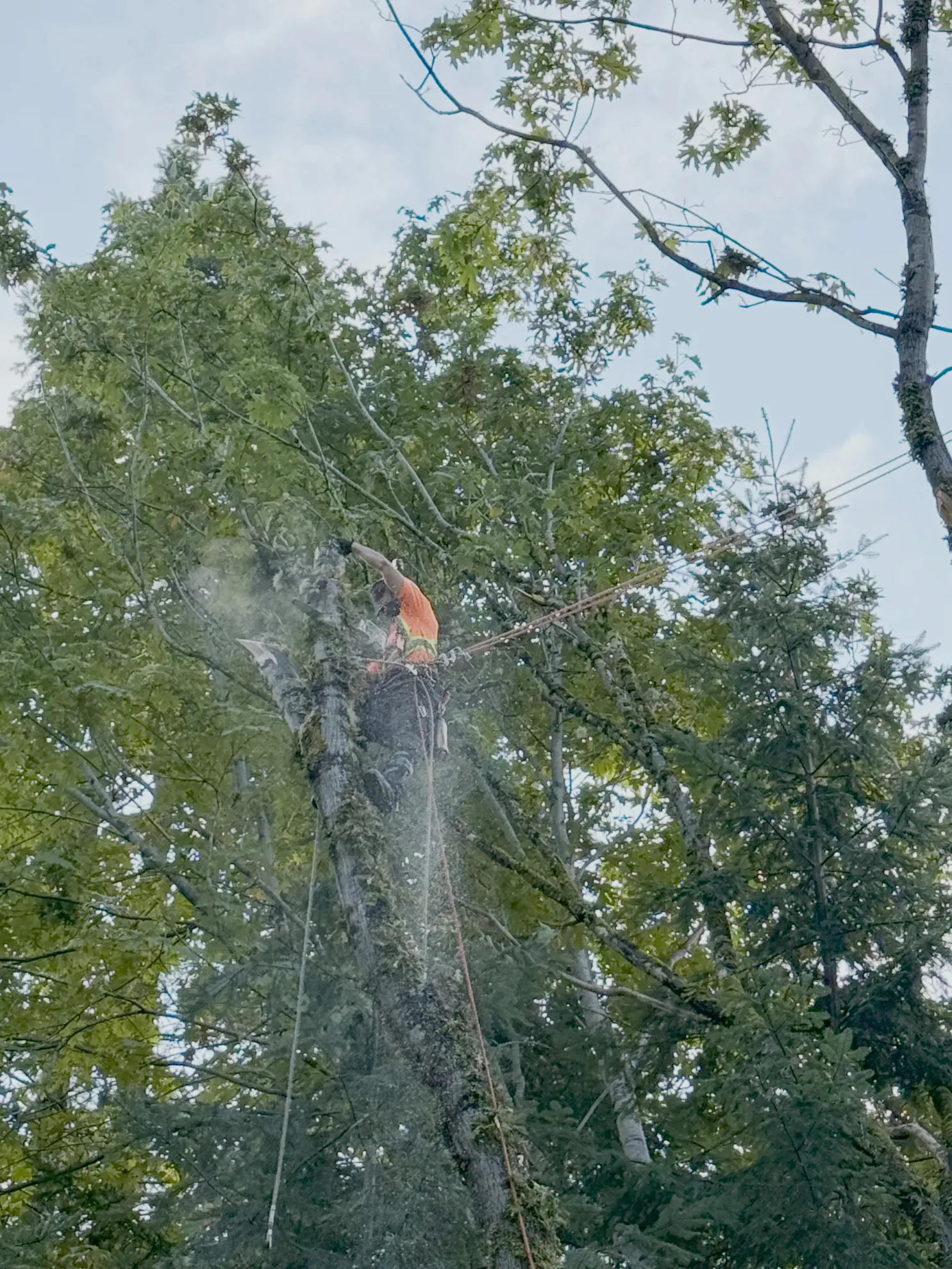 Tree Trimming